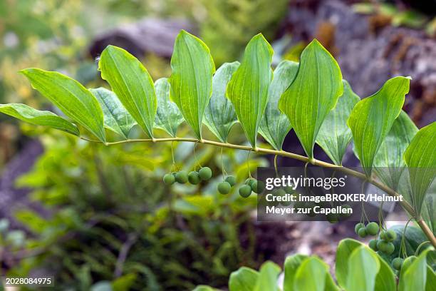 solomon's seal (polygonatum multiflorum), botanical garden, erlangen, middle franconia, bavaria, germany, europe - polygonatum multiflorum stock pictures, royalty-free photos & images