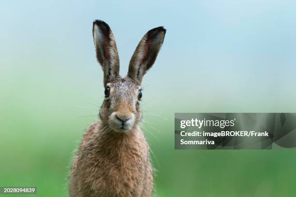 european hare (lepus europaeus), portrait, wildlife, lower saxony, germany, europe - lepus europaeus stock pictures, royalty-free photos & images