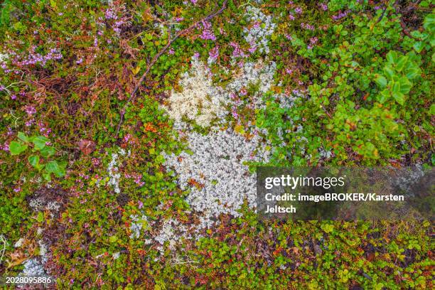 Shell Tynset Tynset Photos and Premium High Res Pictures - Getty Images