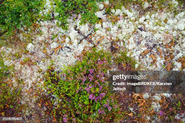 Shell Tynset 111 Tynset Stock Photos, High-Res Pictures, and Images - Getty Images