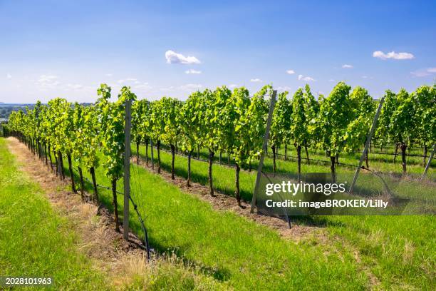 vineyard in summer, near volkach, lower franconia, mainfranken, bavaria, germany, europe - volkach stock pictures, royalty-free photos & images