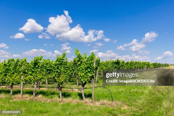vineyard in summer, near volkach, lower franconia, mainfranken, bavaria, germany, europe - volkach stock pictures, royalty-free photos & images