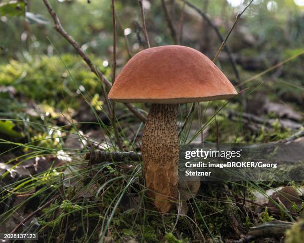 orange birch bolete (leccinum versipelle) in sparse birch forest, an excellent edible mushroom, blabjerg, norre fog, region syddanmark, denmark, europe - birch bolete stock pictures, royalty-free photos & images