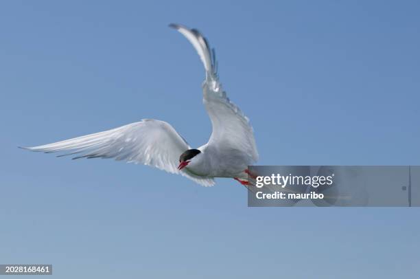 artic tern (sterna paradisea) - tern stock pictures, royalty-free photos & images