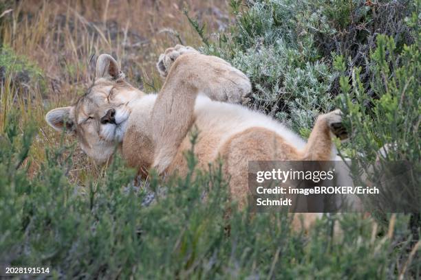 cougar (cougar concolor), silver lion, mountain lion, cougar, panther, small cat, lying on its back, torres del paine national park, patagonia, end of the world, chile, south america - anden stock-fotos und bilder