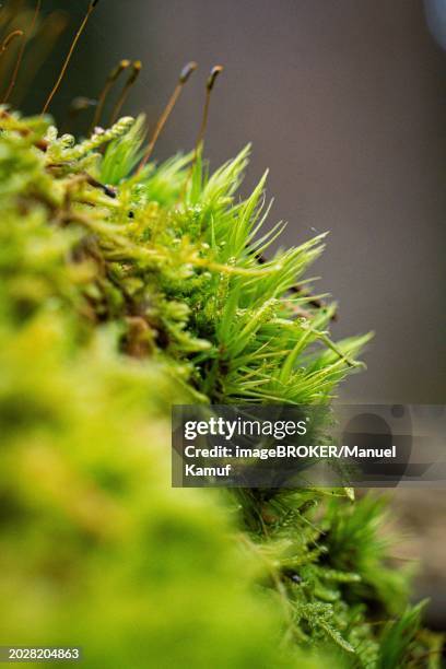 macro photograph of green moss exuding moisture, unterhaugstett, black forest, germany, europe - exuding stock pictures, royalty-free photos & images