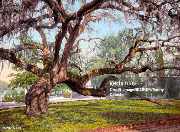 a live oak in magnolia cemetery, a historic rural cemetery in charleston, south carolina, united states, 1890, historic, digitally restored reproduction from a 19th century original a live oak in magnolia cemetery, a historic rural cemetery in charleston - オルタナティブプロセス点のイラスト素材／クリップアート素材／マンガ素材／アイコン素材