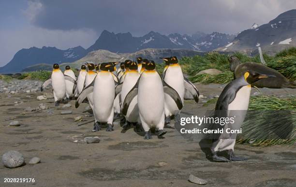le manchot royal (aptenodytes patagonicus) est la deuxième plus grande espèce de manchot à environ 3 pieds de haut et pesant 24 à 35 livres. île de géorgie du sud,. plaine de salisbury, baie des îles, île de géorgie du sud. - géorgie du sud et les îles sandwich du sud photos et images de collection