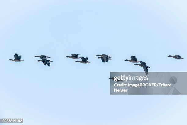 bean geese (anser fabalis), flying, emsland, lower saxony, germany, europe - anser fabalis stock pictures, royalty-free photos & images