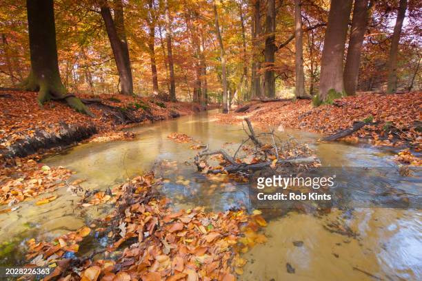 autumn colors along leuvenumse beek ( hierdensche brook ) near leuvenum and staverden - harderwijk stockfoto's en -beelden