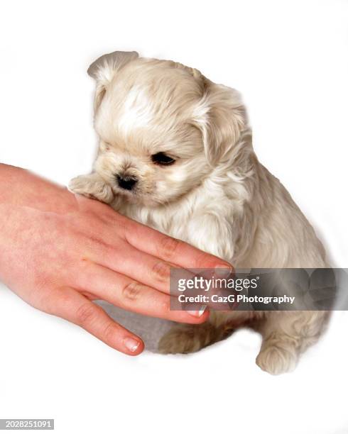 lhasa apso x shih tzu puppy in studio shoot - lhasa apso stock pictures, royalty-free photos & images