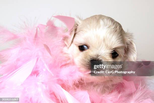 lhasa apso x shih tzu puppy in studio shoot - lhasa apso stock pictures, royalty-free photos & images