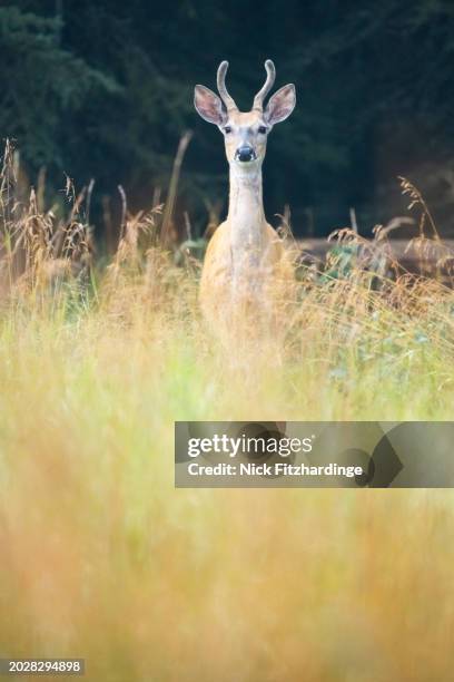 a white tail deer looking over the top of grasses, canmore, alberta, canada - white tail buck stock-fotos und bilder