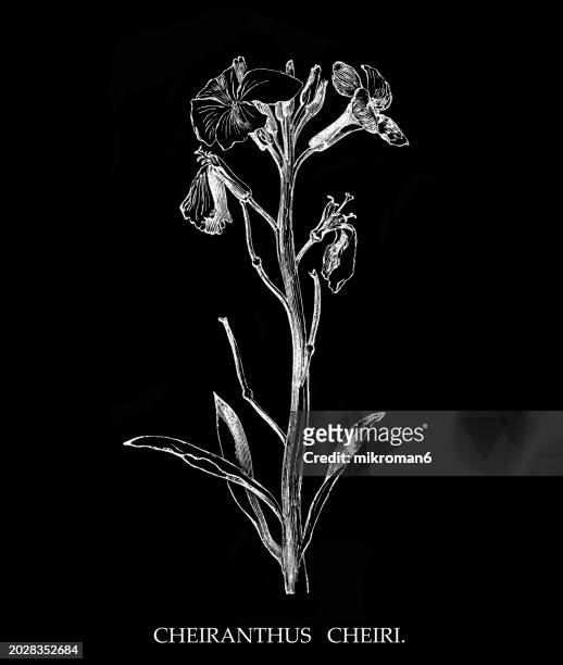 old engraved illustration of botany, the wallflower (erysimum cheiri or cheiranthus cheiri) a species of flowering plant in the family brassicaceae (cruciferae) - cut cabbage stock pictures, royalty-free photos & images