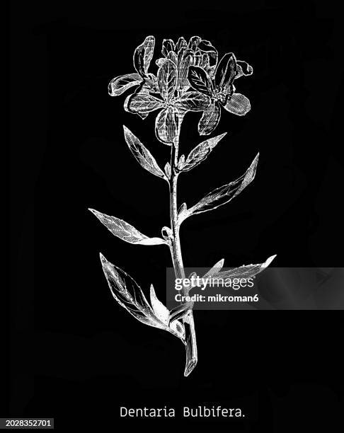 old engraved illustration of botany, coralroot bittercress or coral root (cardamine bulbifera or dentaria bulbifera) a species of flowering plant in the family brassicaceae - cardamine bulbifera stock pictures, royalty-free photos & images