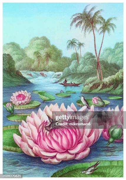 old chromolithograph illustration of botany, water lily (victoria regia, victoria amazonica) - wild lotus stock pictures, royalty-free photos & images