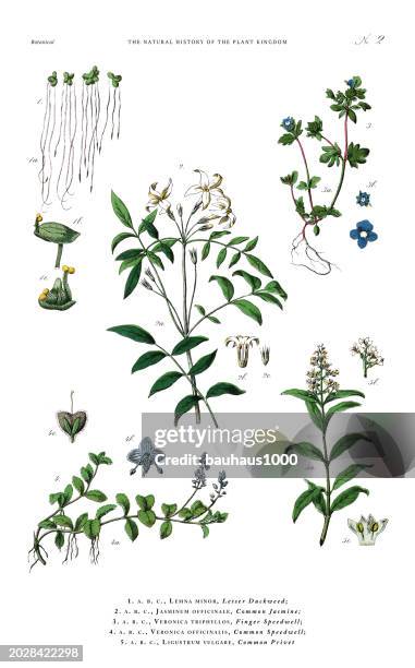 flowering plants, plant kingdom, victorian botanical illustration, circa 1853 - blumenrohr stock-grafiken, -clipart, -cartoons und -symbole