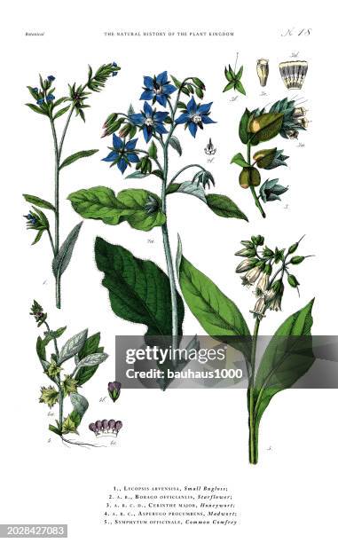 ornamental plants, plant kingdom, victorian botanical illustration, circa 1853 - pulmonaria officinalis stock illustrations