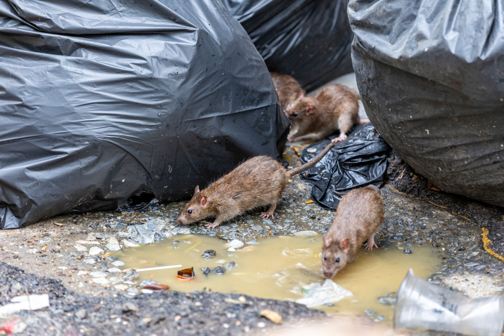 rats in city