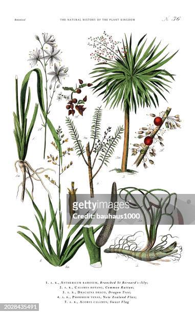 bildbanksillustrationer, clip art samt tecknat material och ikoner med herbaceous and flowering plants, plant kingdom, victorian botanical illustration, circa 1853 - rotting