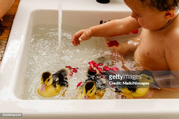 baby boy playing with live birth duck in the kitchen sink - dodge stock pictures, royalty-free photos & images