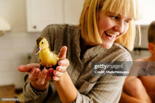 woman holding young duck - dodging stock pictures, royalty-free photos & images