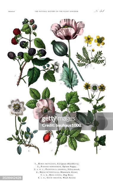 ilustrações de stock, clip art, desenhos animados e ícones de fruit and flowering plants, plant kingdom, victorian botanical illustration, circa 1853 - alcaparra