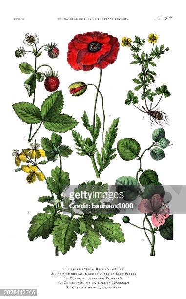 fruit and flowering plants, plant kingdom, victorian botanical illustration, circa 1853 - poppy plant stock-grafiken, -clipart, -cartoons und -symbole