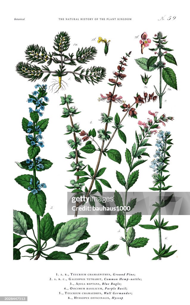 Herb and Flowering Plants, Plant Kingdom, Victorian Botanical Illustration, Circa 1853