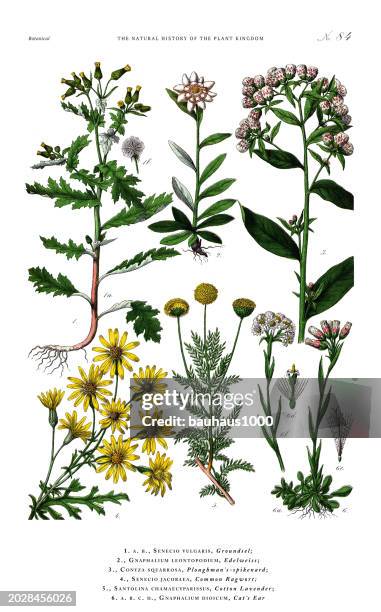 flowering plants, plant kingdom, victorian botanical illustration, circa 1853 - wormwood plant stock-grafiken, -clipart, -cartoons und -symbole