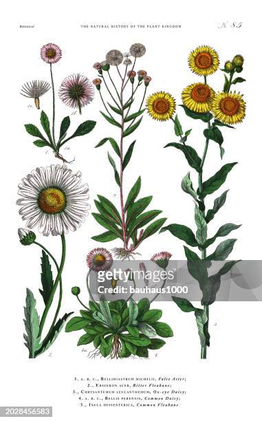 herbaceous and flowering plants, plant kingdom, victorian botanical illustration, circa 1853 - herbal tea stock illustrations