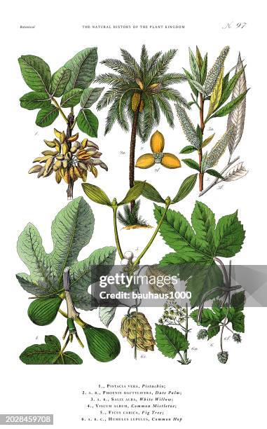 tree and flowering plants, plant kingdom, victorian botanical illustration, circa 1853 - tropical tree stock illustrations