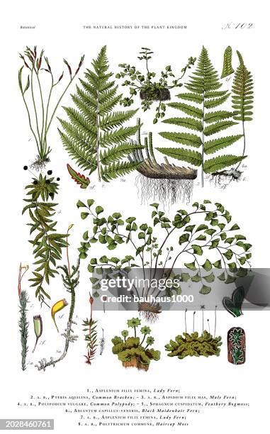 flowering ferns and moss, plant kingdom, victorian botanical illustration, circa 1853 - lichen plant stock illustrations