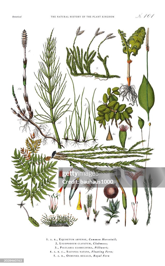 Flowering Ferns and Moss, Plant Kingdom, Victorian Botanical Illustration, Circa 1853