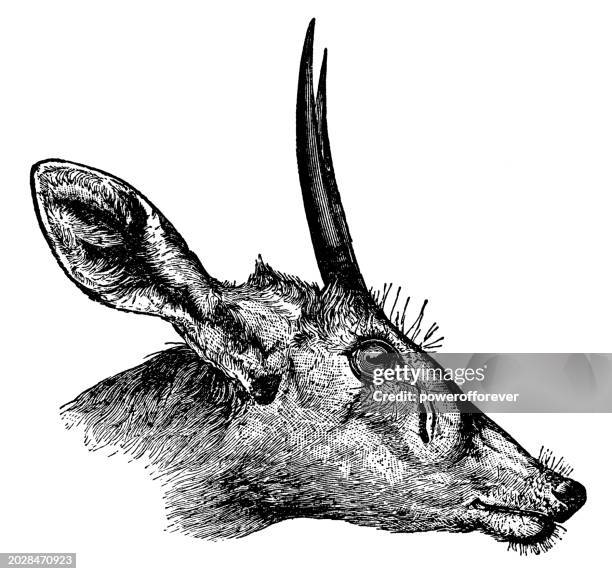 common duiker antelope (sylvicapra grimmia) - 19th century - duiker stock illustrations