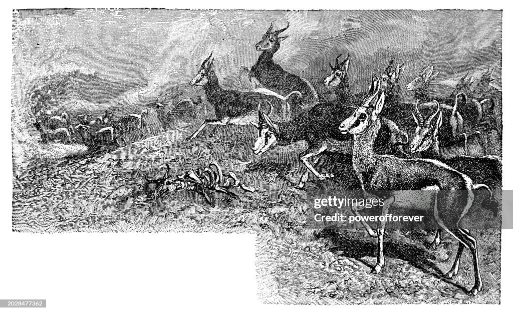 Springbok Antelopes (Antidorcas Marsupialis) - 19th Century