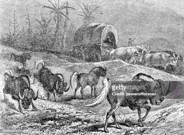 black wildebeests (connochaetes gnou) - 19th century - black wildebeest stock illustrations