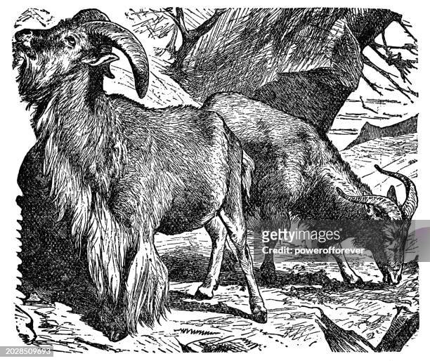 stockillustraties, clipart, cartoons en iconen met barbary sheep (ammotragus lervia) - 19th century - casalinga
