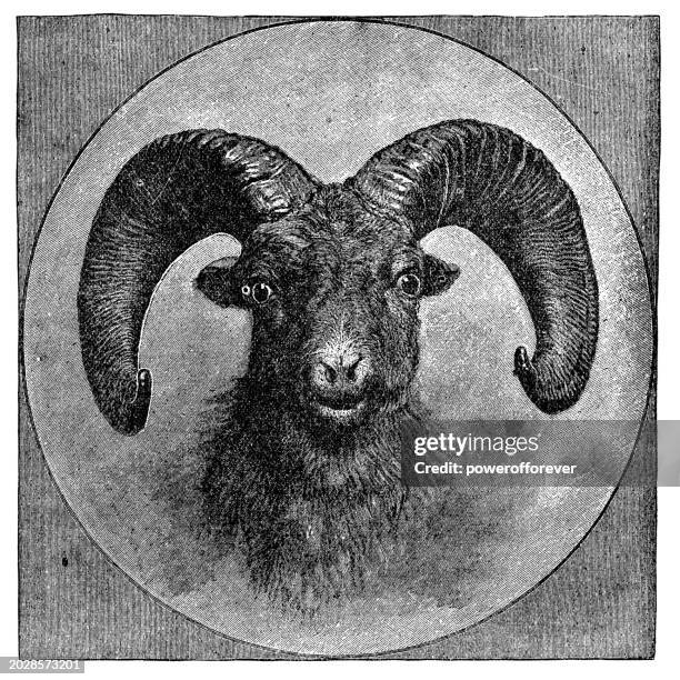 argali mountain sheep (ovis ammon) - 19th century - argali stock illustrations