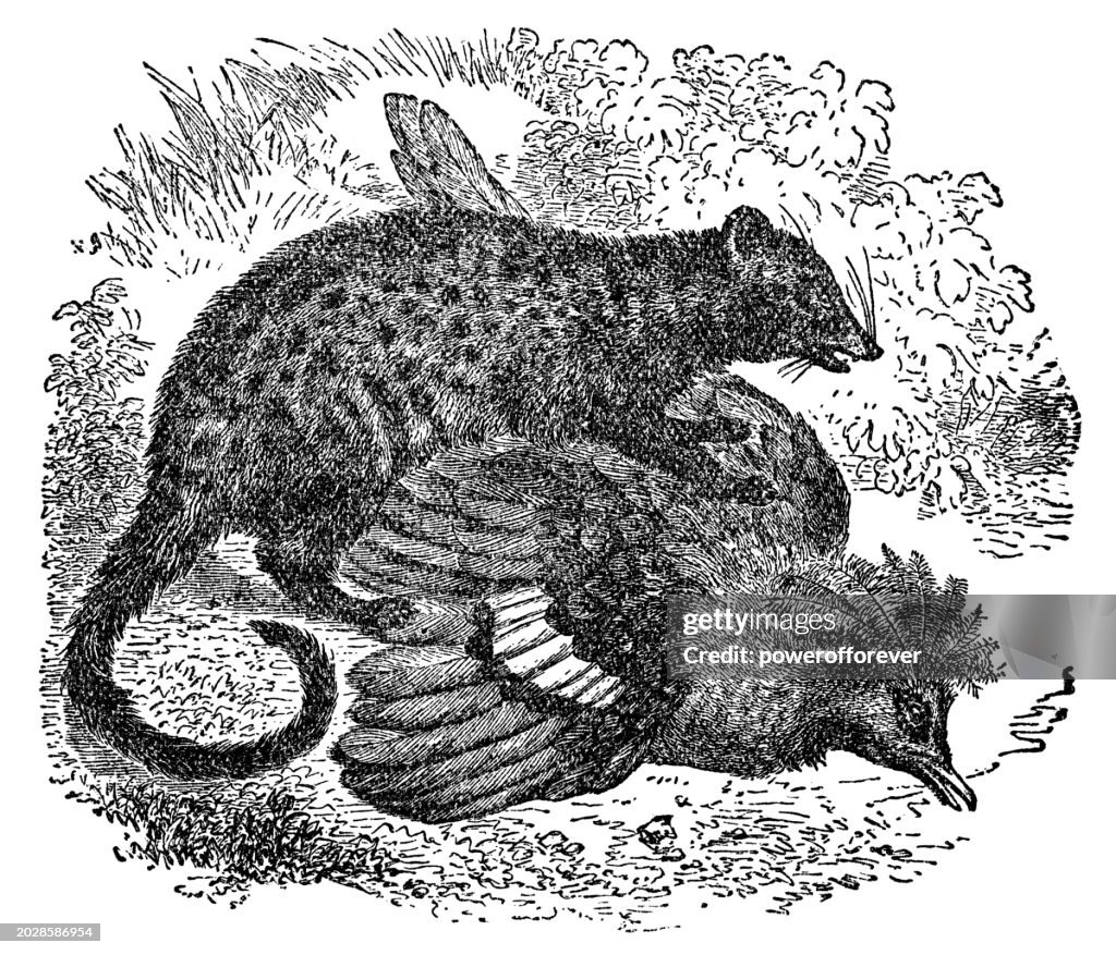 Asian Palm Civet (Paradoxurus Hermaphroditus) Eating a Bird - 19th Century