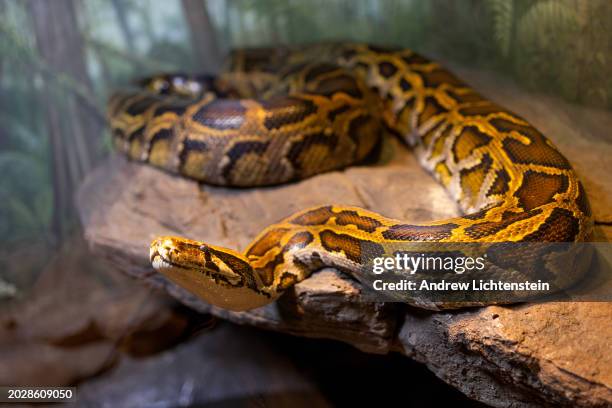 Burmese python in its enclosure at the Bronx Zoo, February 21, 2024 in the Bronx, New York.