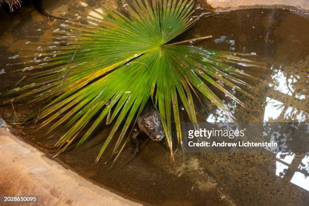 Chinese alligator in its enclosure at the Bronx Zoo, February 21, 2024 in the Bronx, New York.