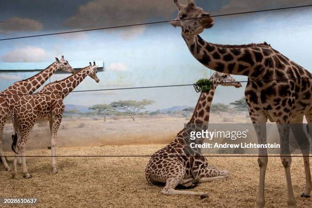 Giraffes feed in their enclosure at the Bronx Zoo, February 21, 2024 in the Bronx, New York.