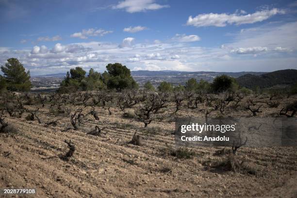 View of the dry vineyard as farmers pray for relief from the ongoing drought in the rural town of Albinyana, in Catalonia's famous Penedes wine...