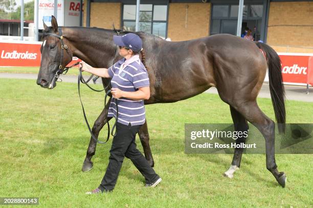 Reparter after winning the Ladbrokes Warragul Cup 0-58 at Moe Racecourse on February 25, 2024 in Moe, Australia.