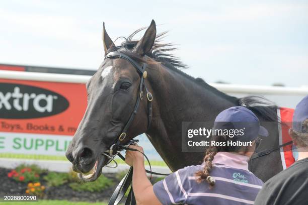 Reparter after winning the Ladbrokes Warragul Cup 0-58 at Moe Racecourse on February 25, 2024 in Moe, Australia.