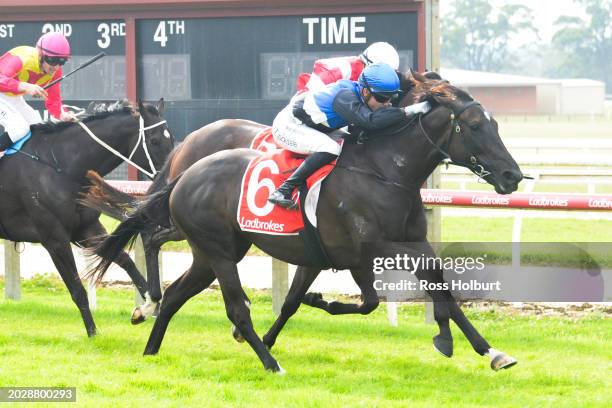 Reparter ridden by Thomas Stockdale wins the Ladbrokes Warragul Cup 0-58 at Moe Racecourse on February 25, 2024 in Moe, Australia.