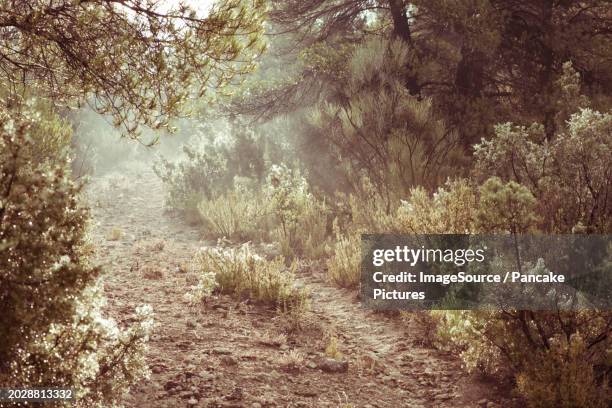 nederland - natuurfoto gemaakt in de zomer bij zacht licht in de ochtend  het leven in de natuurrijke omgeving brengt rust, kalmte en bezinning  foto: patricia rehe / hollandse hoogte - kalmte stock-fotos und bilder