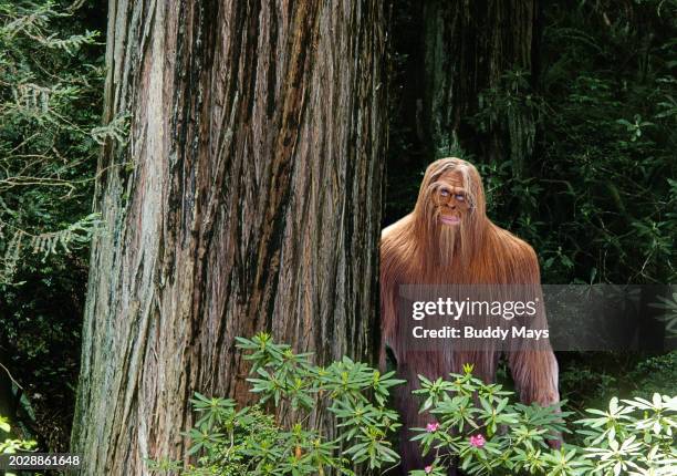 Composite image of Sasquatch, also known as Bigfoot, moving quietly through a a dense rain forest in the Pacific Northwest, 2013. .