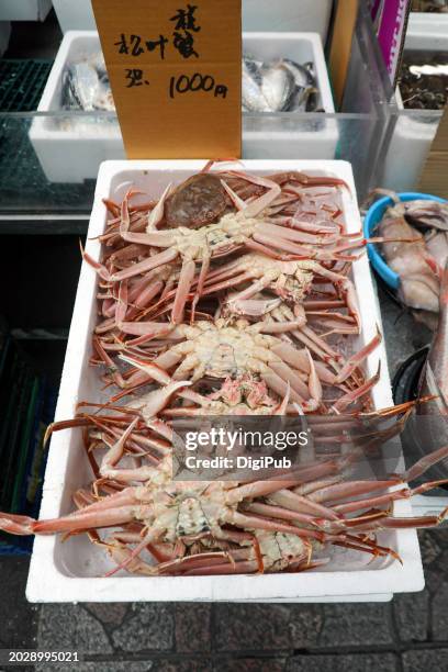 fresh snow crabs: a delicacy at yokohamabashi market - chionoecetes opilio stock pictures, royalty-free photos & images